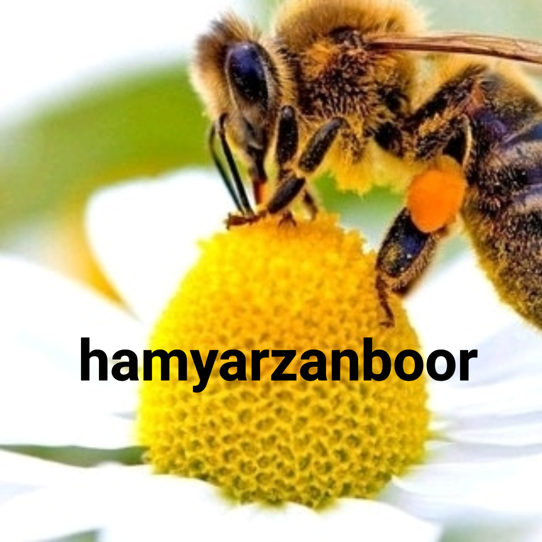 صفحه اصلی