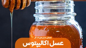 عسل اکالیپتوس ۱ کیلوگرمی 