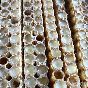 ژله رویال (برند باویره لرستان )