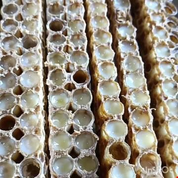 ژله رویال (برند باویره لرستان )