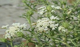 درمان بیماری لوک با جوشانده گیاه خوشاریزه 