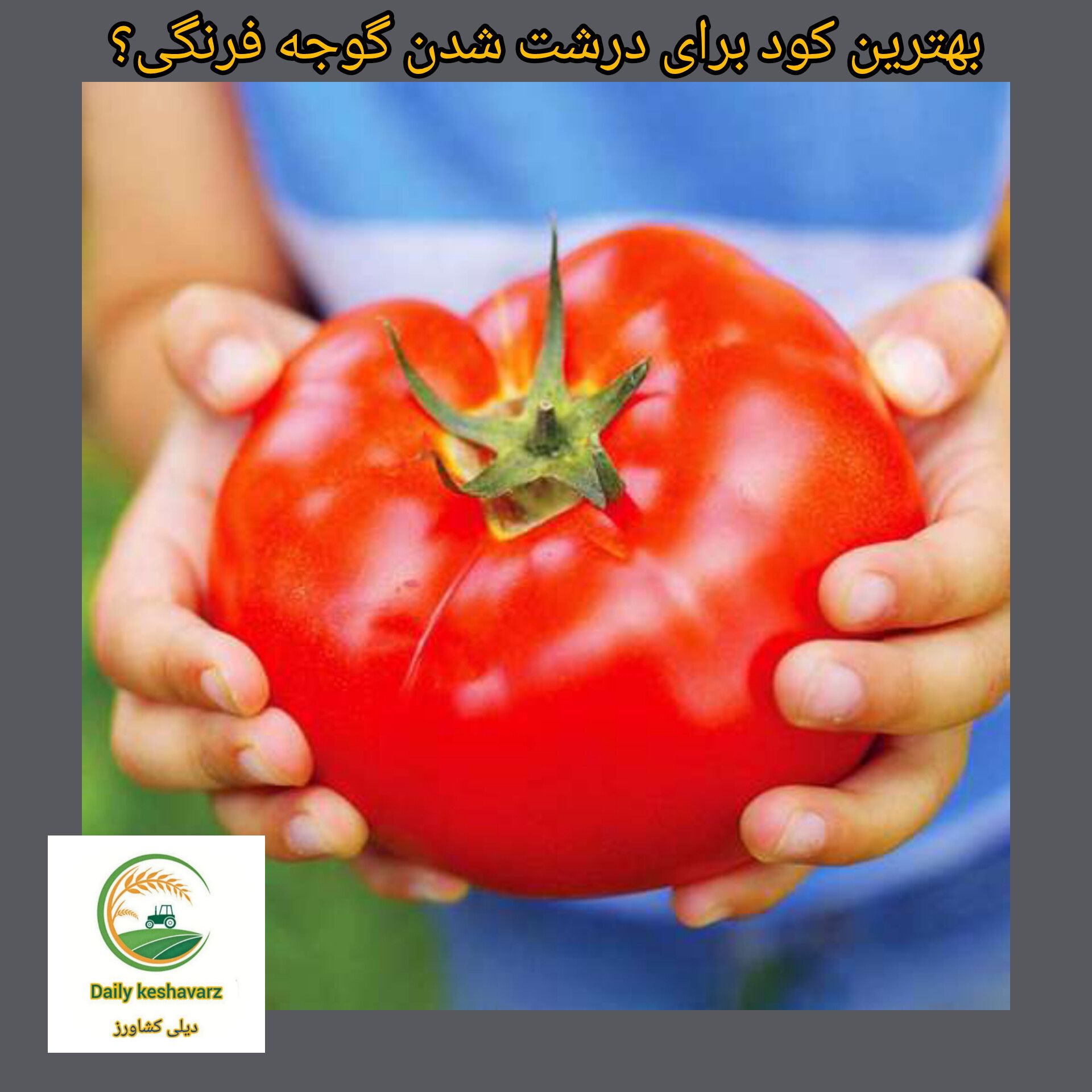 بهترین کود برای درشت شدن گوجه فرنگی 