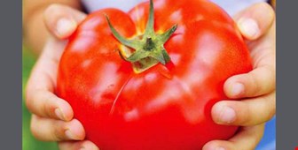 بهترین کود برای درشت شدن گوجه فرنگی 
