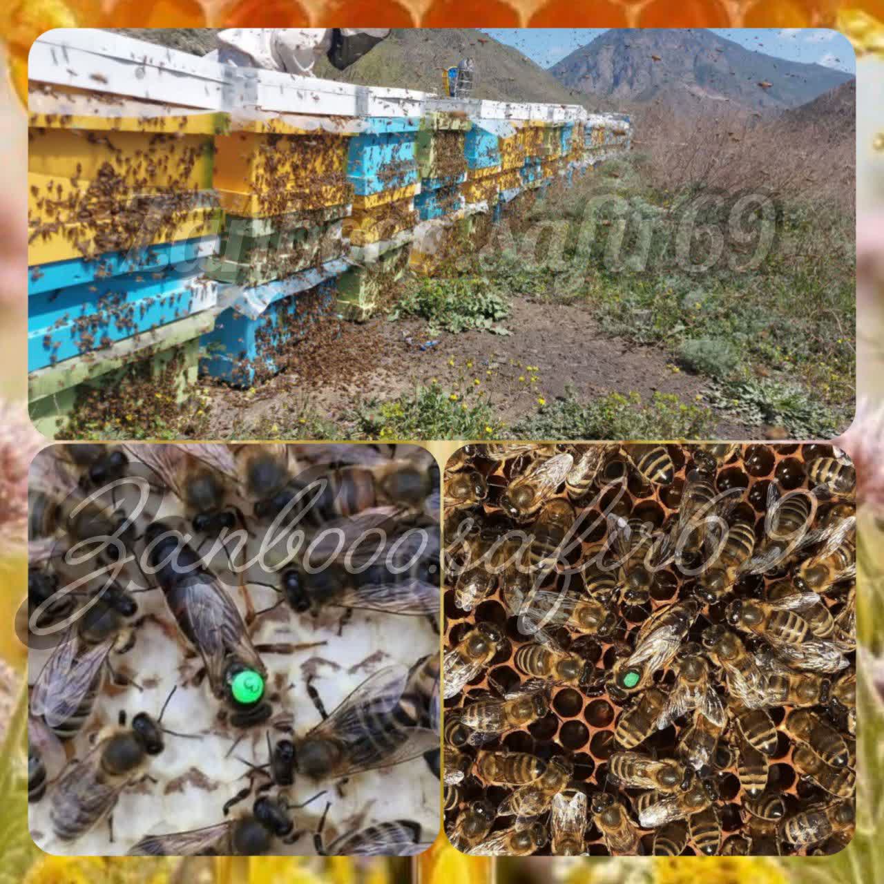 پیش فروش ملکه 