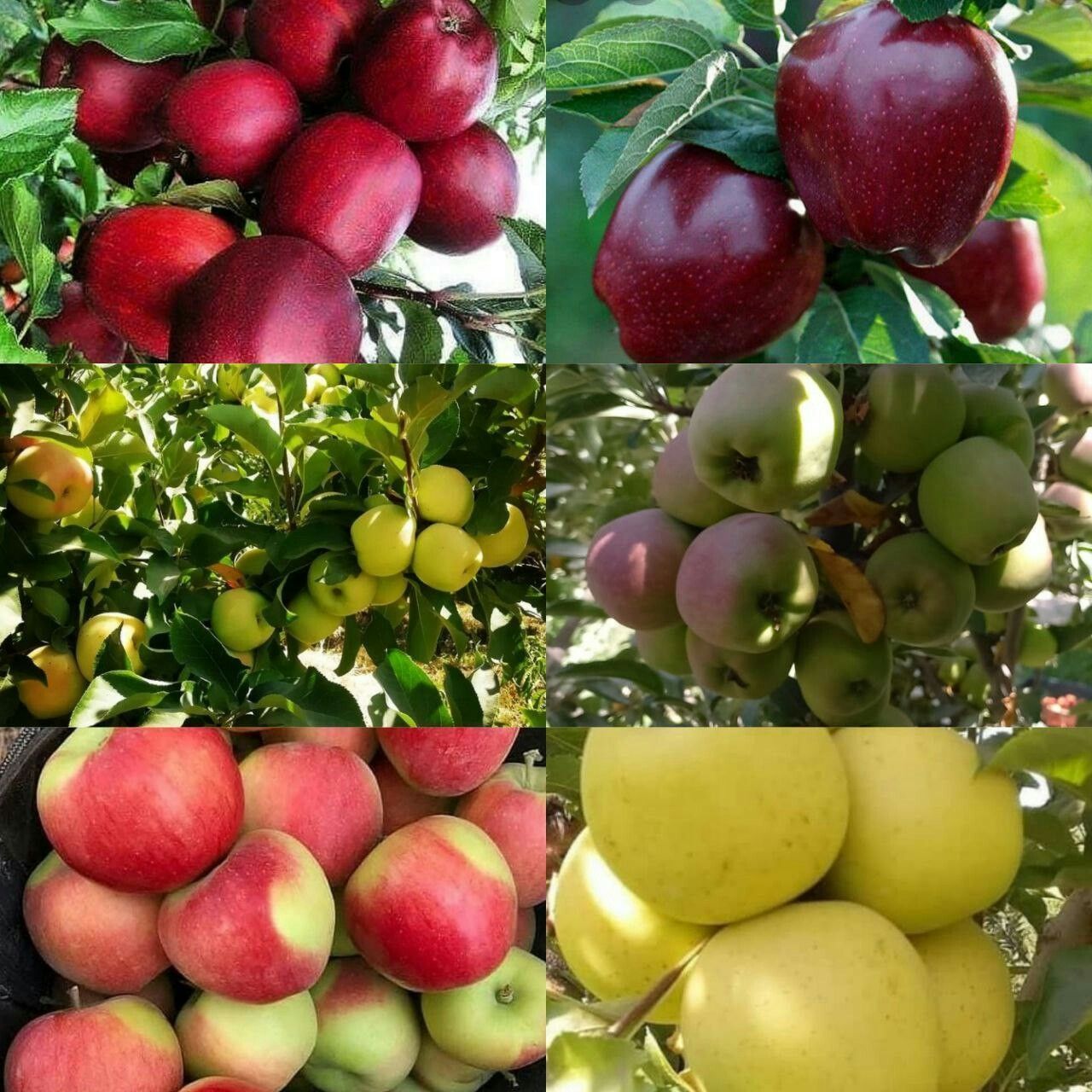 خوشه های طلایی 