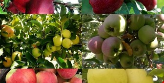خوشه های طلایی 
