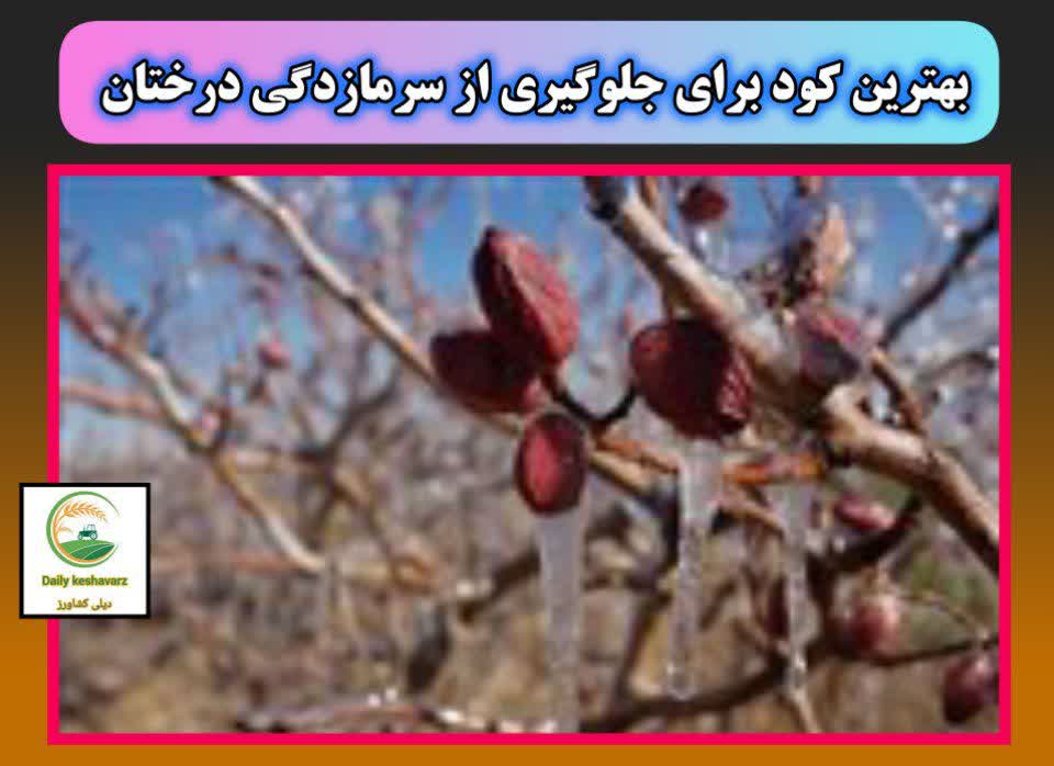 بهترین کودها برای جلوگیری از سرما زده گی 