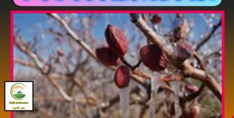 بهترین کودها برای جلوگیری از سرما زده گی 