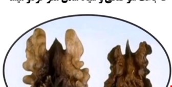 عواملی که باعث سیاه شدن گردو میشود 