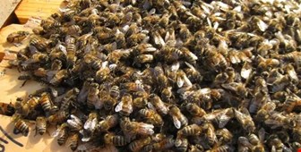 زمستان گذرانی زنبورعسل 